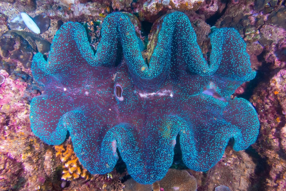 Kích thước trai khổng lồ so với con người khi bơi lội cạnh nhau