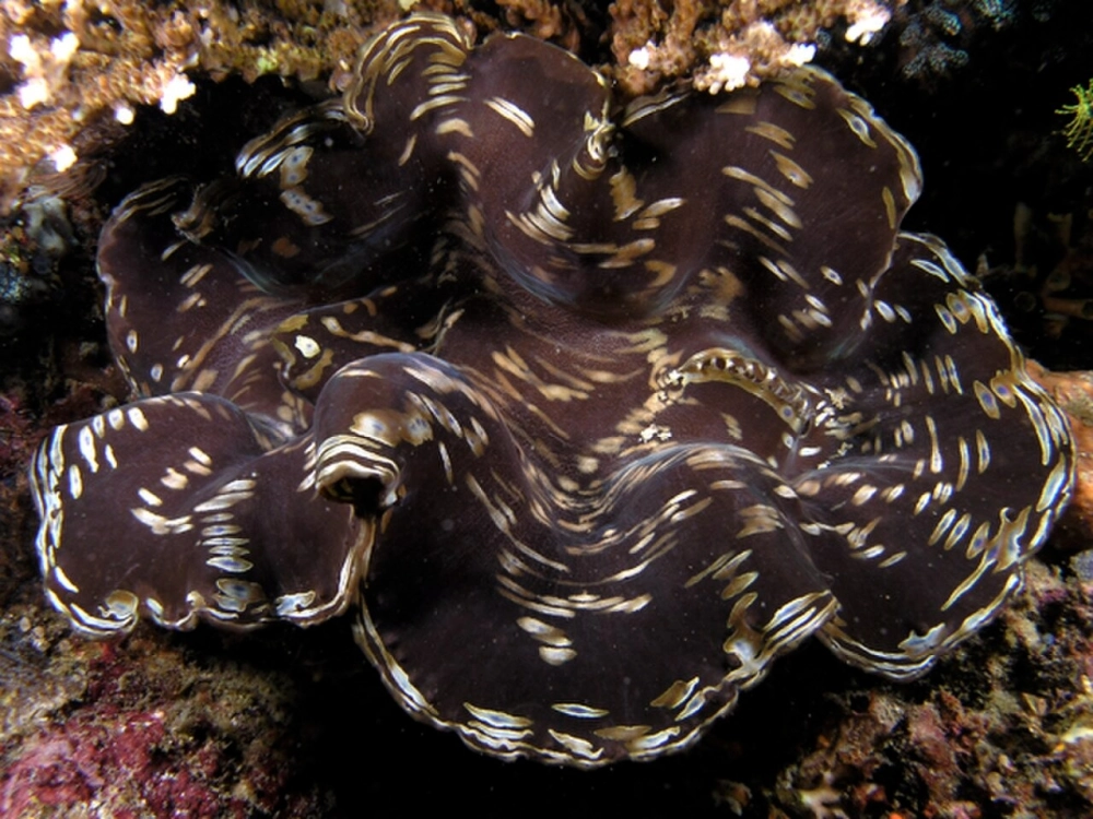 Ánh sáng xuyên qua kẽ đá soi rọi lên con trai khổng lồ đang mở vỏ