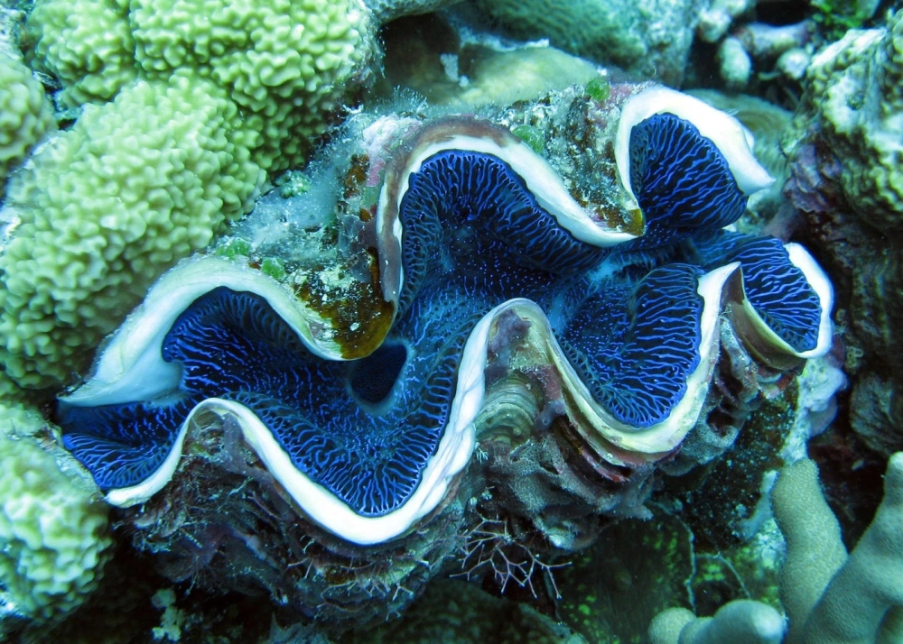 Trai tượng khoe vẻ đẹp lộng lẫy dưới ánh nắng xuyên qua làn nước