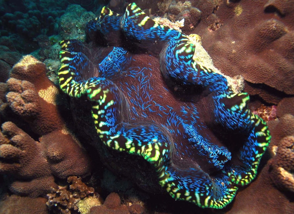 Hình ảnh con trai khổng lồ nhất thế giới giữa lòng đại dương