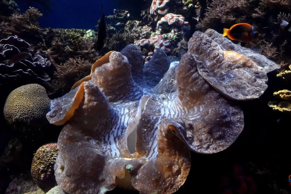 Hình ảnh lớp vỏ xù xì đầy rêu phong của một con trai khổng lồ già