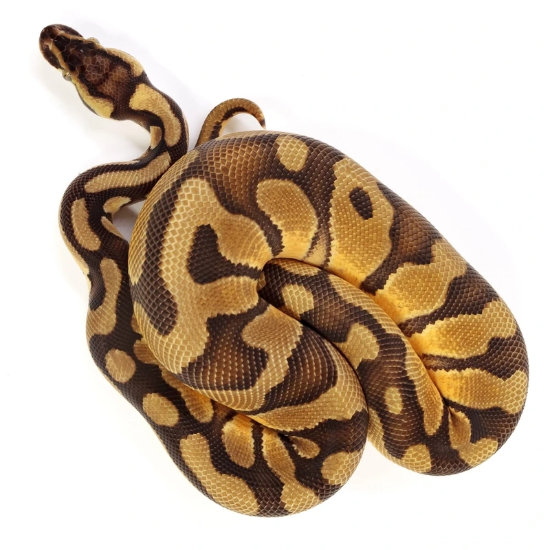 Khám phá sức hút đặc biệt của trăn bóng