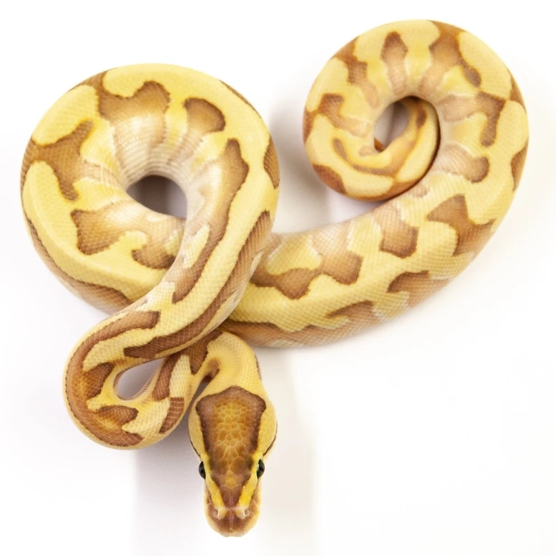 Sưu tầm trăn bóng albino hiếm