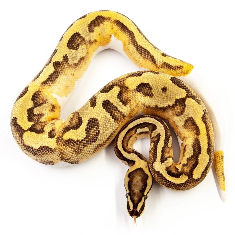 Nhận biết trăn bóng morph đẹp mắt và độc đáo