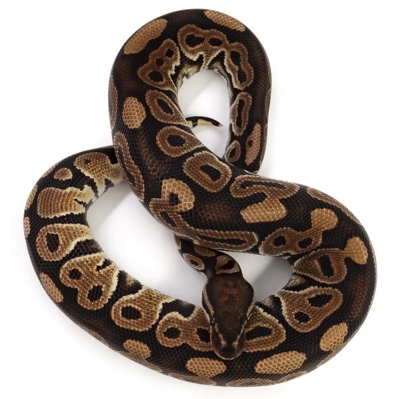 Những loài trăn bóng pied nổi bật trong bộ sưu tập