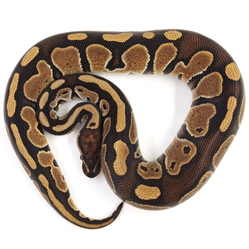 Nuôi trăn bóng làm thú cưng tại nhà