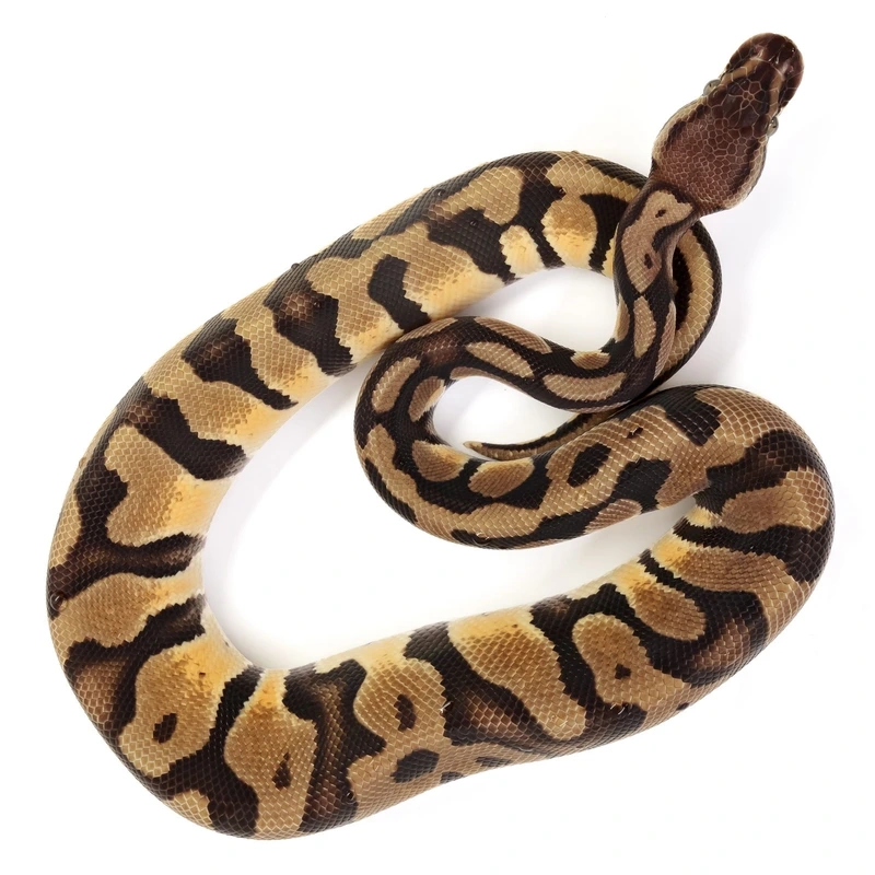 Tạo dáng chuyên nghiệp cùng trăn bóng tạo dáng