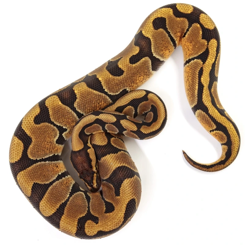 Chụp hình nghệ thuật với trăn bóng chụp ảnh