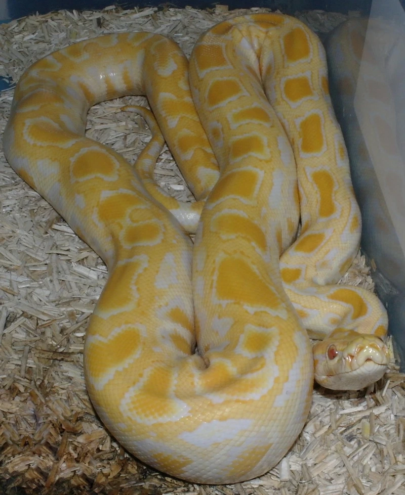 Đặc điểm nổi bật của trăn vàng 