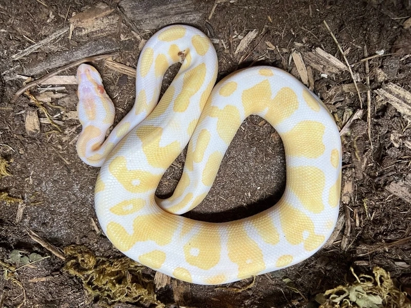 Sưu tập những loài trăn vàng đẹp nổi bật