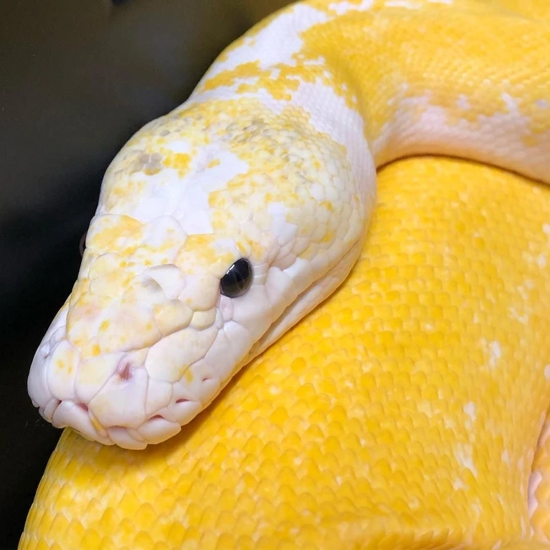 Hướng dẫn nuôi trăn vàng nuôi làm cảnh dễ dàng