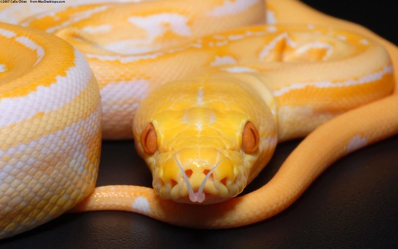 Khám phá trăn vàng size lớn ấn tượng và đẹp