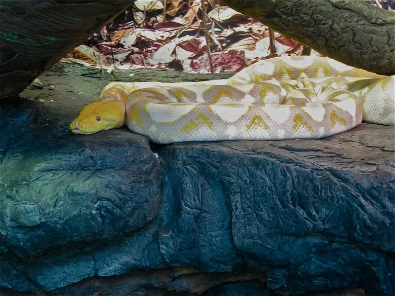 Sưu tầm những loài trăn vàng độc lạ khó tin