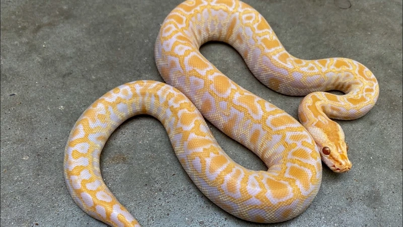 Thưởng thức vẻ đẹp trăn vàng da vàng đẹp nổi bật