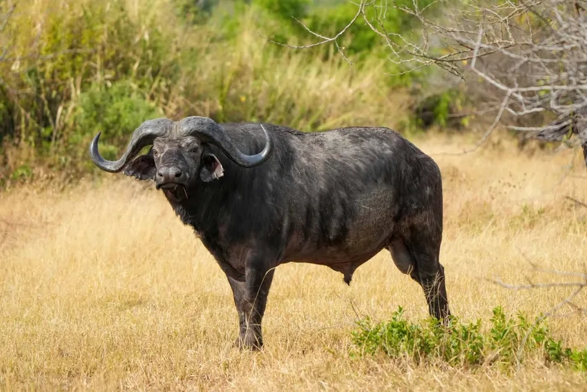 Hình ảnh African buffalo thể hiện sức mạnh hoang dã