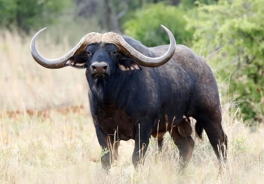 Cape buffalo nổi bật giữa thiên nhiên hoang dã châu Phi
