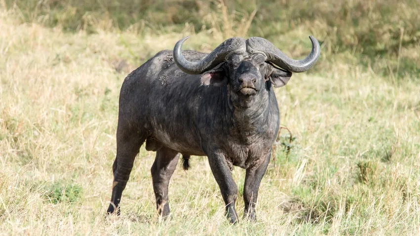 Big Five trâu rừng biểu tượng safari châu Phi