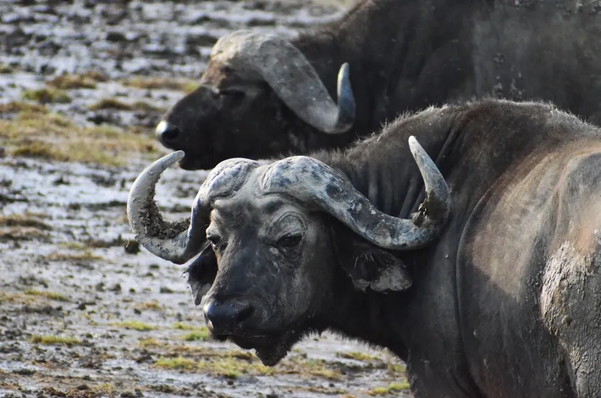 Khoảnh khắc trâu rừng châu Phi săn bắn kịch tính