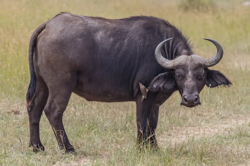 Trâu rừng châu Phi kích thước lớn đáng kinh ngạc