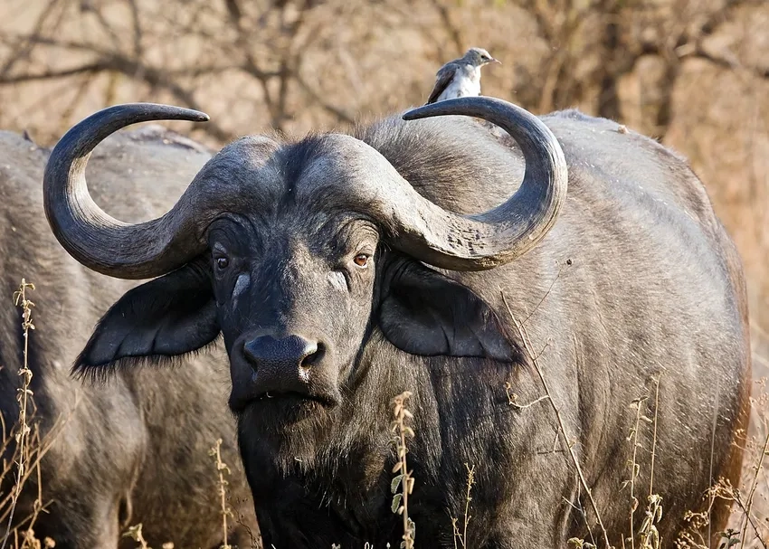 Wildlife buffalo thu hút tìm kiếm hình ảnh