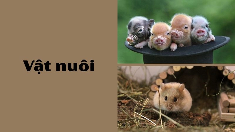 Tổng hợp hình ảnh các loài vật nuôi phổ biến 