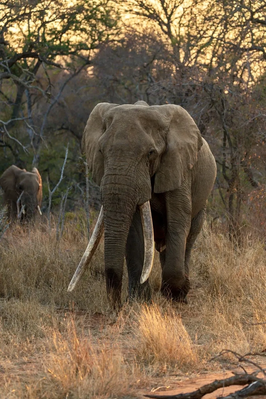 Ảnh Voi châu Phi hoang dã đẹp giữa thiên nhiên