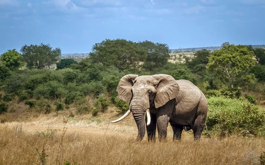 Tuổi thọ Voi châu Phi có thể lên tới 70 năm