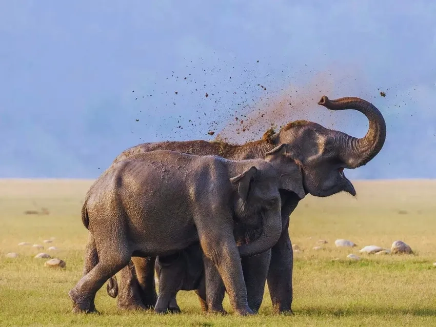 Ảnh voi rừng hoang dã Tây Nguyên đầy sống động