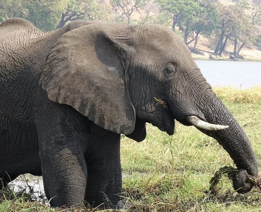 Voi rừng châu Á quý hiếm đi uống nước