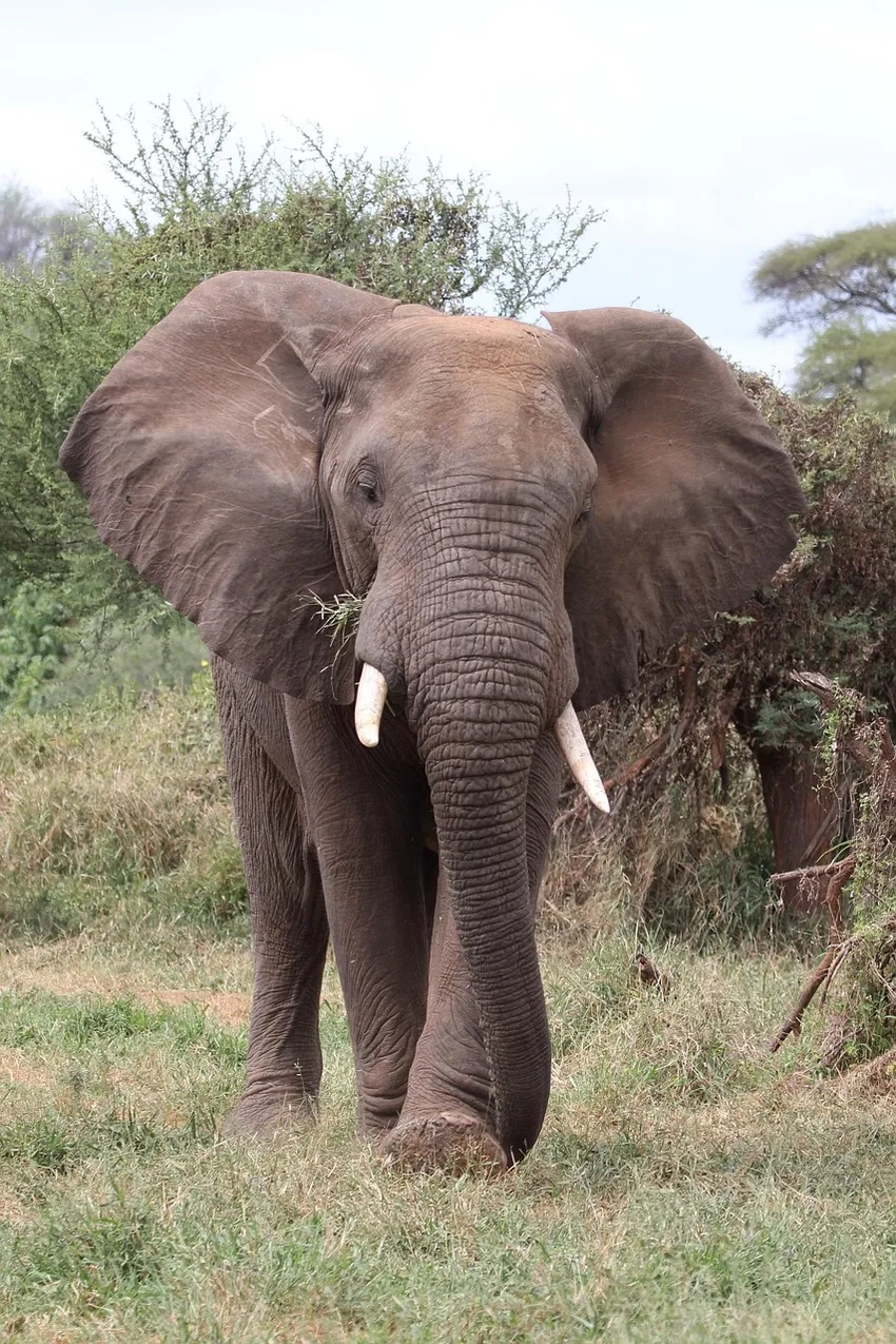 Voi rừng Tây Nguyên đi theo đàn qua rừng sâu