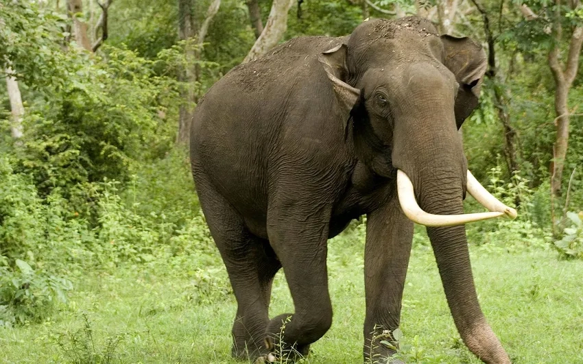 Khám phá nơi voi rừng sinh sống và môi trường sống