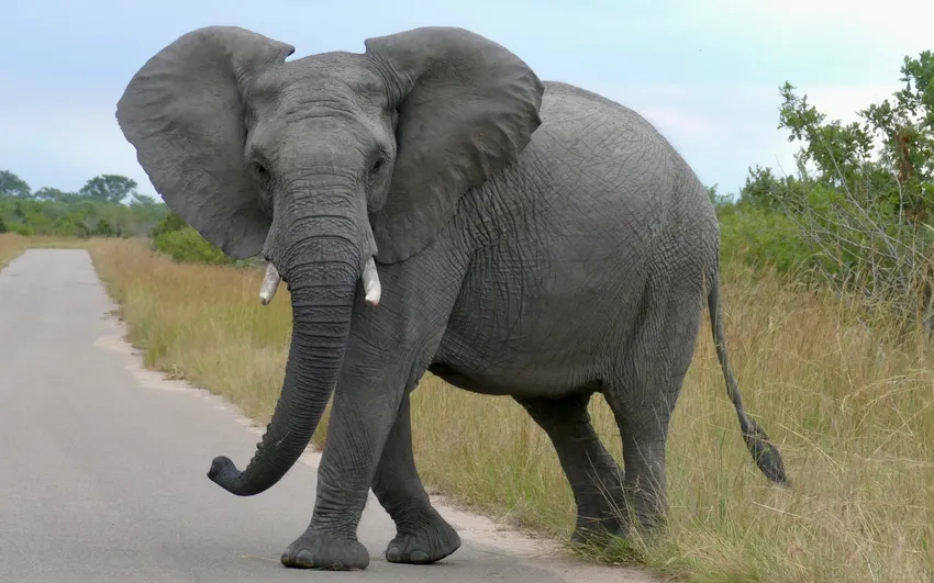 Voi rừng to lớn đi uống nước giữa thiên nhiên