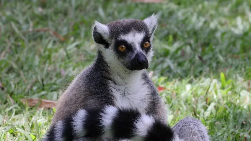 Vượn cáo phê cuốn chiếu đáng yêu và hiếm