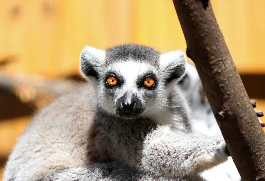 Vượn cáo phê cuốn chiếu tung tăng trong rừng Madagascar