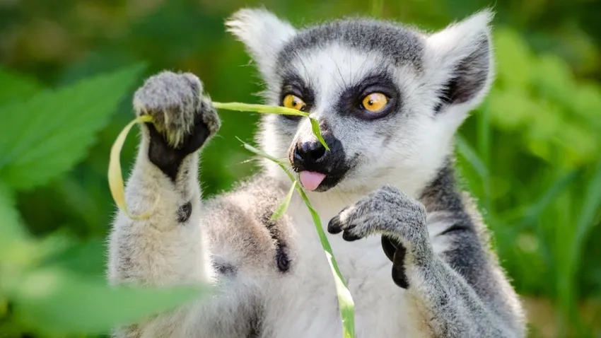 Vượn cáo sống ở đâu giữa rừng rậm nhiệt đới