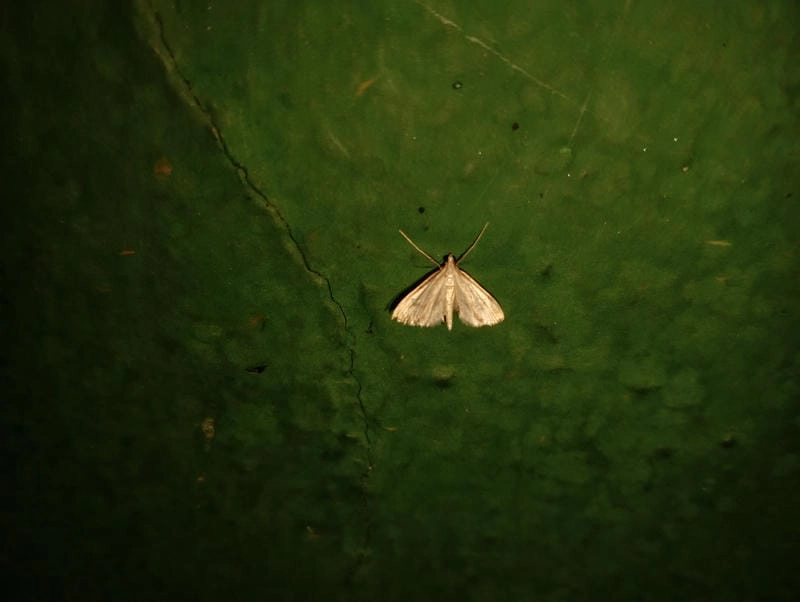 Bướm đêm xuất hiện lặng lẽ trong màn đêm