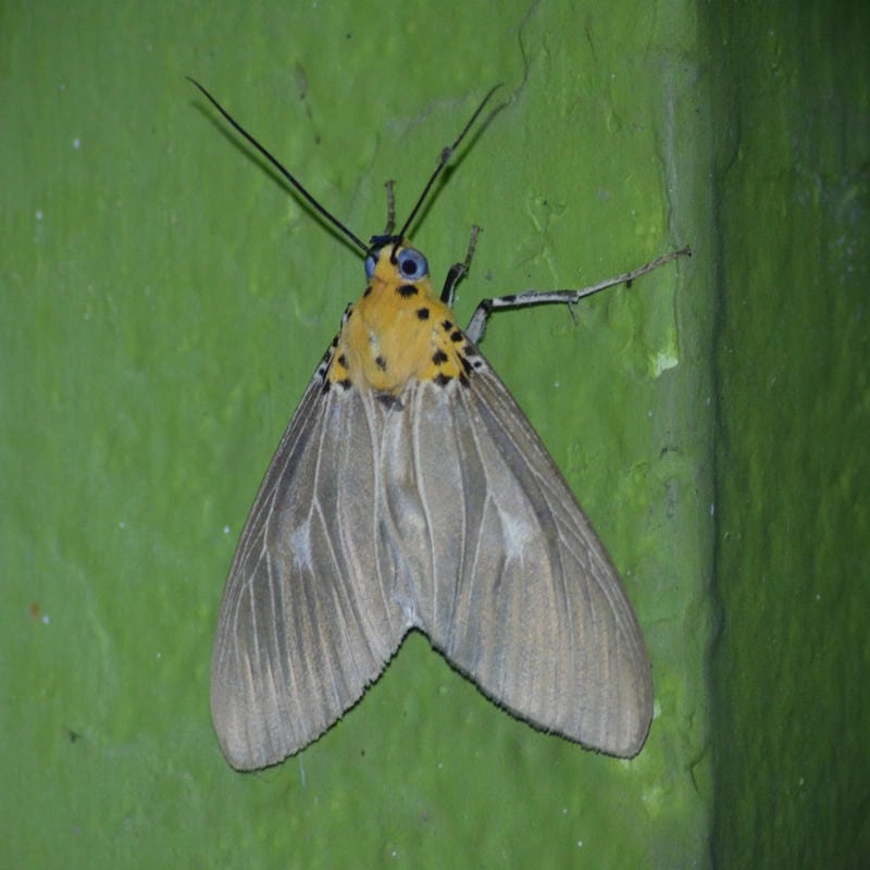 Bướm đêm trong tự nhiên đóng vai trò sinh thái