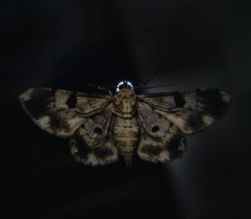 Bướm đêm trong văn hóa gắn liền nhiều quan niệm