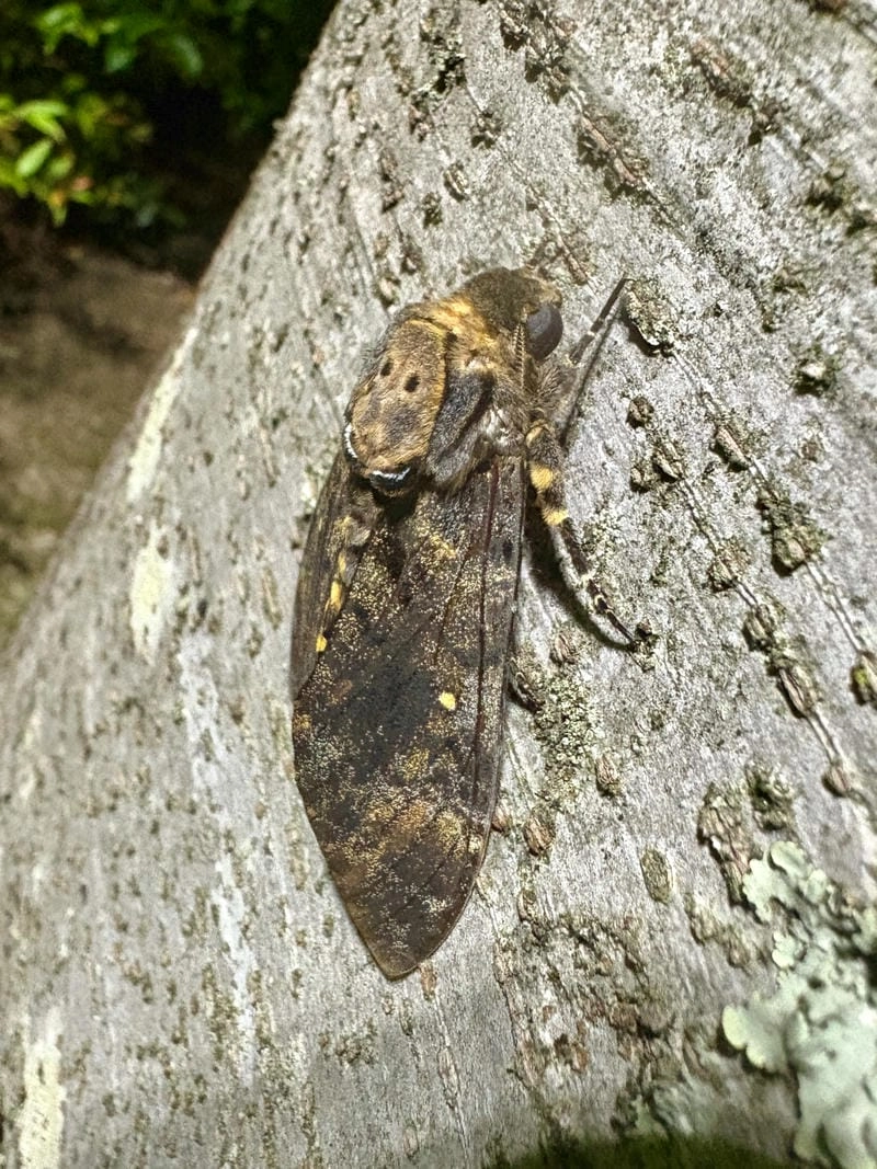 Bướm đêm tốt hay xấu tùy theo quan niệm