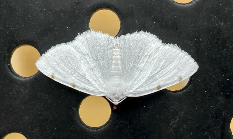 Bướm đêm bay vào nhà khiến nhiều người tò mò