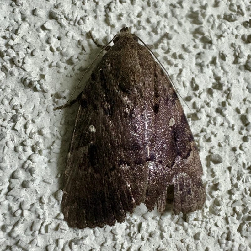 Bướm đêm ban đêm hoạt động mạnh mẽ