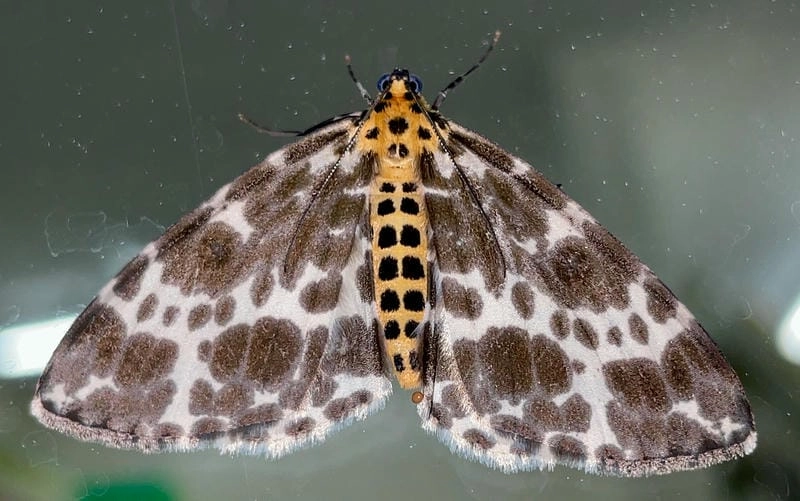 Bướm đêm có hại không cần hiểu đúng