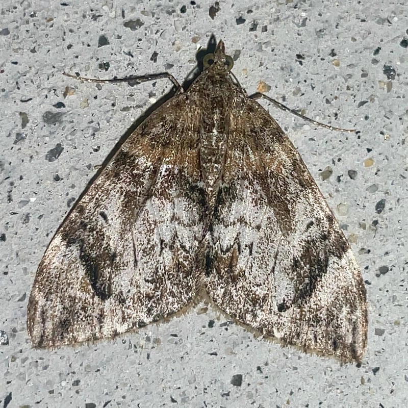 Bướm đêm khác bướm ngày về tập tính