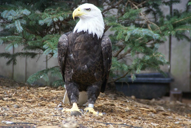 Đại bàng đầu trắng là biểu tượng mang ý nghĩa đặc biệt