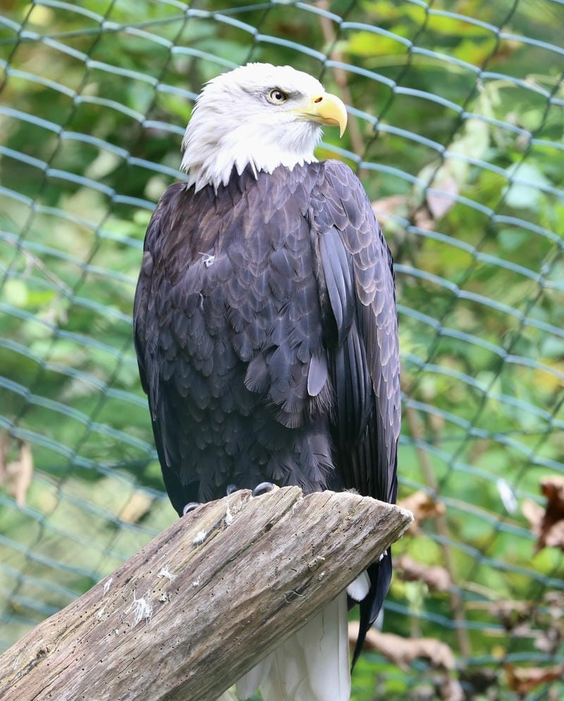 Đại bàng đầu trắng mang ý nghĩa mạnh mẽ và tự do