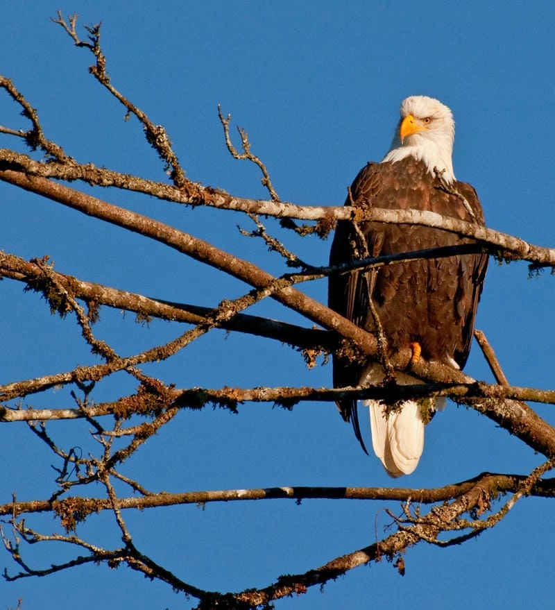 Đại bàng đầu trắng có kích thước lớn