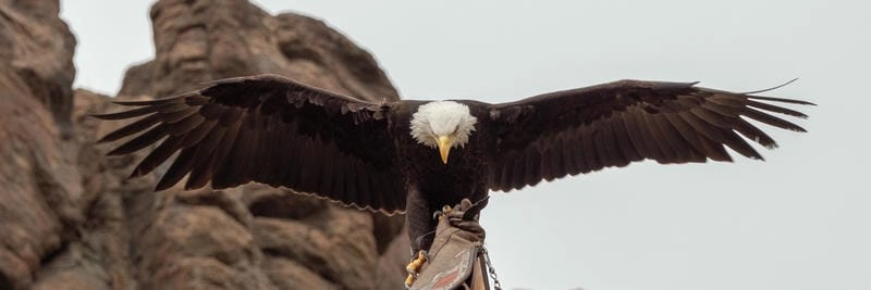 Đại bàng đầu trắng là biểu tượng của nước nào