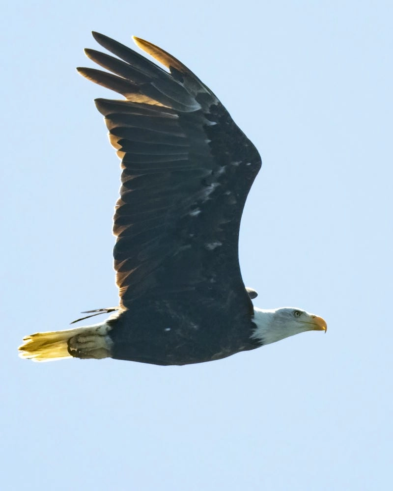 Đại bàng đầu trắng săn mồi rất linh hoạt