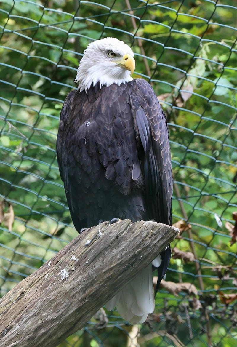 Đại bàng đầu trắng sinh sống trong nhiều môi trường khác nhau