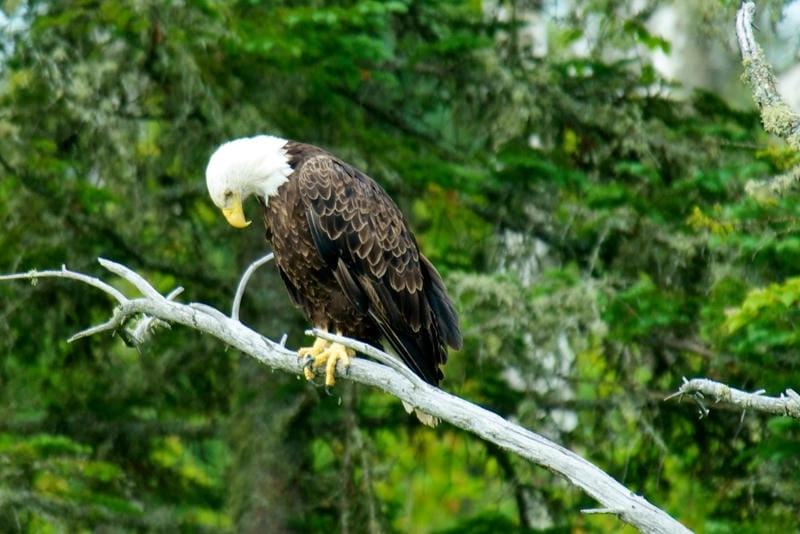 Đại bàng đầu trắng nằm trong danh sách bảo tồn